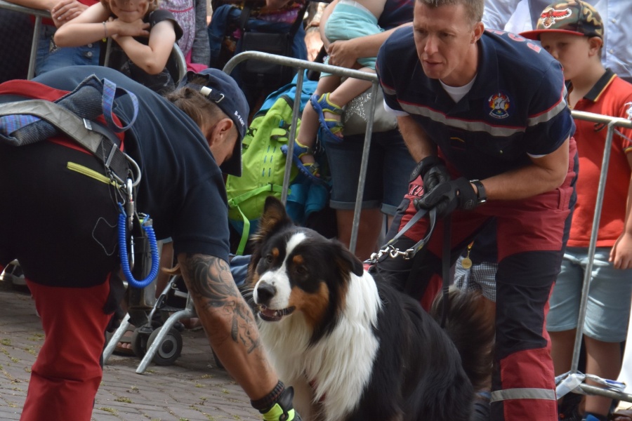 Demonstration Rescue Dogs